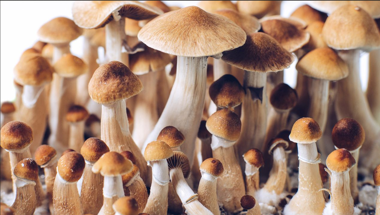 A Recent Study Has Found That Psilocybin Trips Combined With Therapy Reduce Alcohol Use.
