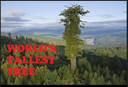 Tickets For The Tallest Tree In The World Cost $5,000.