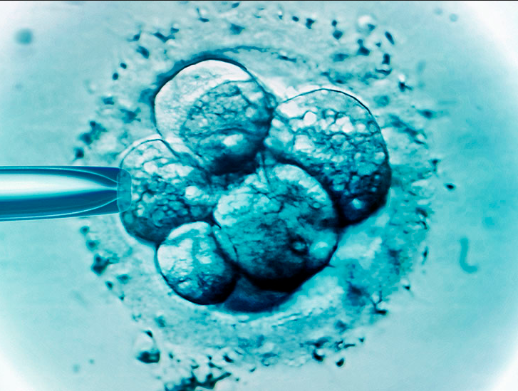 An Artificial Embryo, Made Without Sperm Or Egg, Could Facilitate Infertility Treatments.