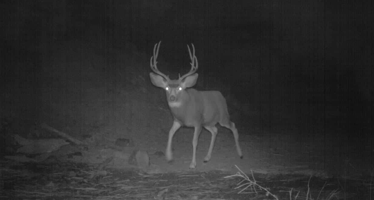 How To Hunt At Night?